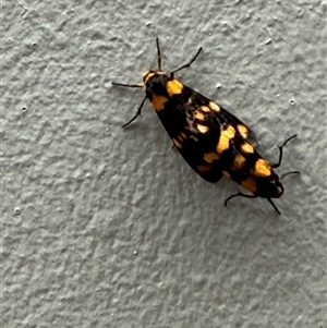 Asura lydia (Lydia Lichen Moth) at Mosman, NSW - 16 Sep 2025 by AnnoDr