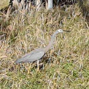 Egretta novaehollandiae (White-faced Heron) at Tyndale, NSW - 7 Jul 2023 by Topwood