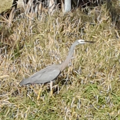 Egretta novaehollandiae (White-faced Heron) at Tyndale, NSW - 7 Jul 2023 by Topwood