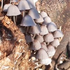 Coprinellus etc. (An Inkcap) at Tullymorgan, NSW - 2 Apr 2024 by Topwood