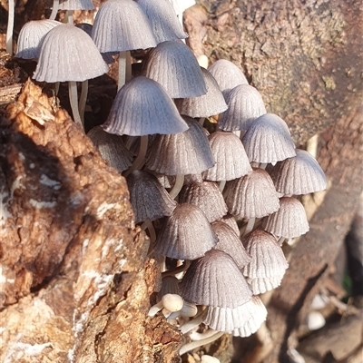 Coprinellus etc. (An Inkcap) at Tullymorgan, NSW - 2 Apr 2024 by Topwood