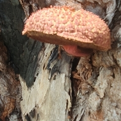 Boletellus sp. (Boletellus) at Pillar Valley, NSW - 11 Apr 2024 by Topwood