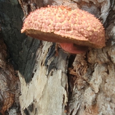 Boletellus sp. (Boletellus) at Pillar Valley, NSW - 11 Apr 2024 by Topwood