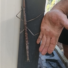Acrophylla titan (Titan Stick Insect) at Tyndale, NSW - 17 Apr 2024 by Topwood