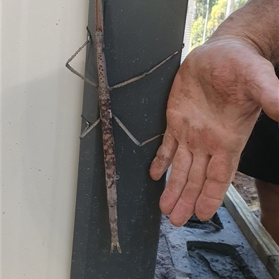 Acrophylla titan (Titan Stick Insect) at Tyndale, NSW - 17 Apr 2024 by Topwood