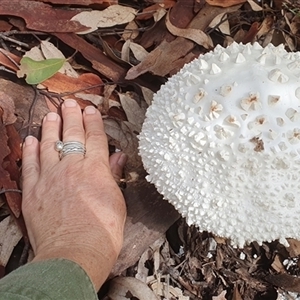 Amanita sp. (Amanita sp.) at Pillar Valley, NSW - 24 Apr 2024 by Topwood
