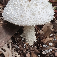 Amanita sp. at Pillar Valley, NSW - 24 Apr 2024 10:26 AM