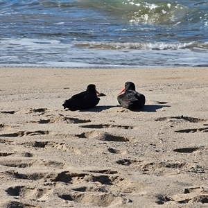 Haematopus fuliginosus (Sooty Oystercatcher) at Depot Beach, NSW - 15 Sep 2025 by Csteele4