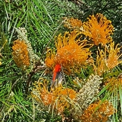 Myzomela sanguinolenta (Scarlet Honeyeater) at Lanitza, NSW - 5 Sep 2025 by MountKremnos