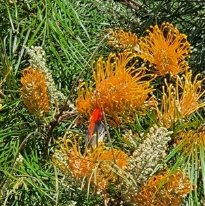 Myzomela sanguinolenta (Scarlet Honeyeater) at Lanitza, NSW - 5 Sep 2025 by MountKremnos