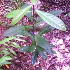 Symplocos cyanocarpa var. cyanocarpa at Syndicate, QLD - 22 Mar 2014 by JasonPStewart