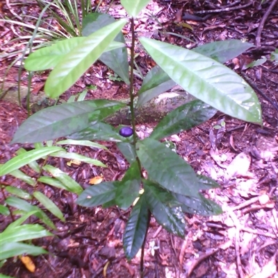Symplocos cyanocarpa var. cyanocarpa at Syndicate, QLD - 22 Mar 2014 by JasonPStewart