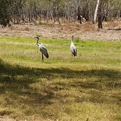 Antigone rubicunda (Brolga) by Topwood