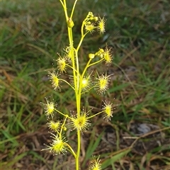Drosera gunniana (Pale Sundew) at Tullymorgan, NSW - 4 Jun 2024 by Topwood