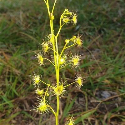 Drosera gunniana (Pale Sundew) at Tullymorgan, NSW - 4 Jun 2024 by Topwood