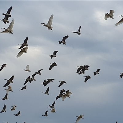 Threskiornis spinicollis (Straw-necked Ibis) at Tyndale, NSW - 25 Aug 2024 by Topwood
