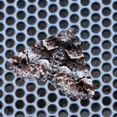 Gastrina cristaria (Wave-lined Geometrid) at Turner, ACT - 14 Sep 2025 by ConBoekel