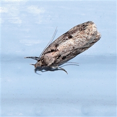 Barea bathrochorda (A Concealer moth (Barea group) at Turner, ACT - 14 Sep 2025 by ConBoekel