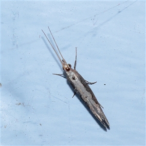 Plutella xylostella (Diamondback Moth) at Turner, ACT - 14 Sep 2025 by ConBoekel