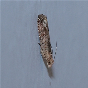 Crocidosema plebejana (Cotton Tipworm Moth) at Turner, ACT - 14 Sep 2025 by ConBoekel