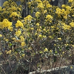 Pomaderris intermedia (Golden Pomaderris) at Yarralumla, ACT - 16 Sep 2025 by Jenny54