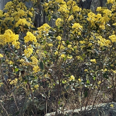 Pomaderris intermedia (Golden Pomaderris) at Yarralumla, ACT - 16 Sep 2025 by Jenny54