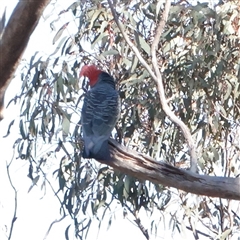 Callocephalon fimbriatum (Gang-gang Cockatoo) at O'Connor, ACT - 15 Sep 2025 by ConBoekel