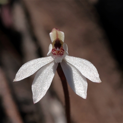 Caladenia fuscata (Dusky Fingers) at O'Connor, ACT - 15 Sep 2025 by ConBoekel