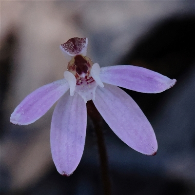 Caladenia fuscata (Dusky Fingers) at O'Connor, ACT - 15 Sep 2025 by ConBoekel