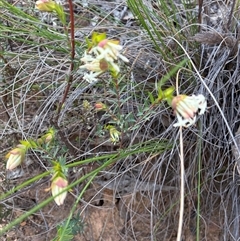 Pimelea linifolia subsp. linifolia (Queen of the Bush, Slender Rice-flower) at Yarralumla, ACT - 16 Sep 2025 by Jenny54