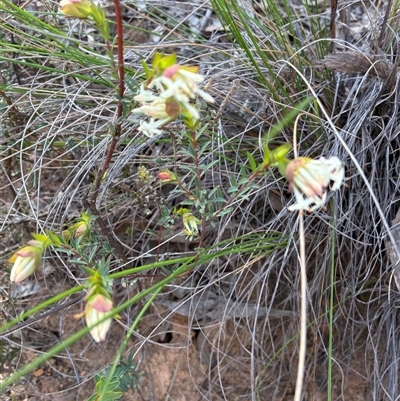 Pimelea linifolia subsp. linifolia (Queen of the Bush, Slender Rice-flower) at Yarralumla, ACT - 16 Sep 2025 by Jenny54