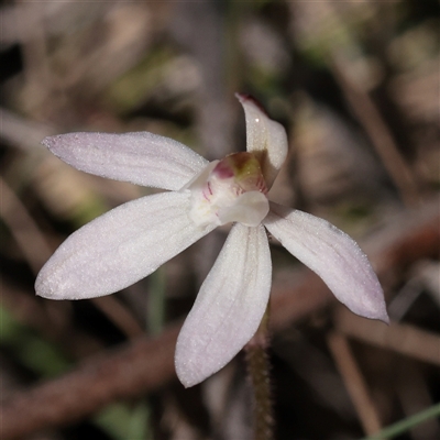 Caladenia fuscata (Dusky Fingers) at O'Connor, ACT - 15 Sep 2025 by ConBoekel