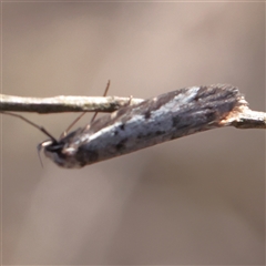 Philobota (genus) (Unidentified Philobota genus moths) at O'Connor, ACT - 15 Sep 2025 by ConBoekel