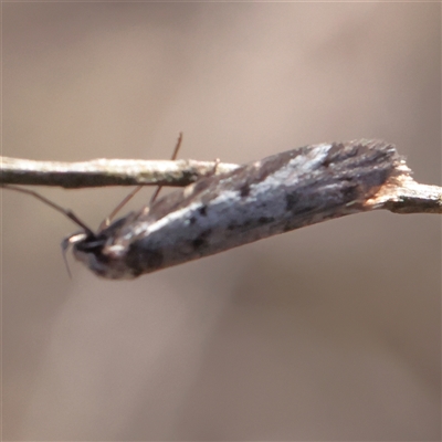 Philobota (genus) (Unidentified Philobota genus moths) at O'Connor, ACT - 15 Sep 2025 by ConBoekel