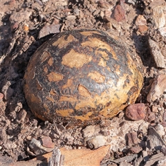 Pisolithus marmoratus (Horse Dung Fungus) at Kaleen, ACT - 15 Sep 2025 by ConBoekel