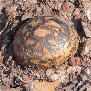 Pisolithus marmoratus (Horse Dung Fungus) at Kaleen, ACT - 15 Sep 2025 by ConBoekel