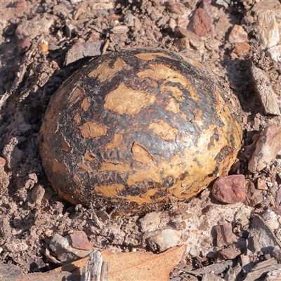Pisolithus marmoratus (Horse Dung Fungus) at Kaleen, ACT - 15 Sep 2025 by ConBoekel