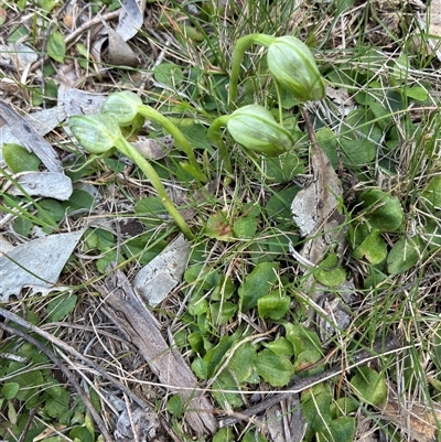 Pterostylis nutans (Nodding Greenhood) at Yarralumla, ACT - 16 Sep 2025 by Jenny54