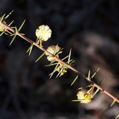Acacia ulicifolia (Prickly Moses) at O'Connor, ACT - 15 Sep 2025 by ConBoekel