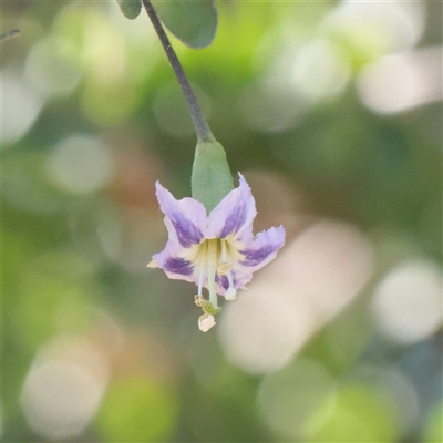 Lycium ferocissimum (African Boxthorn) at Lyneham, ACT - 15 Sep 2025 by ConBoekel