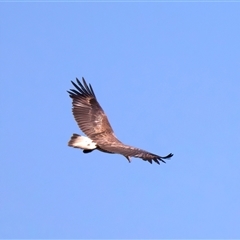 Icthyophaga leucogaster (White-bellied Sea-Eagle) at Jeremadra, NSW - 15 Sep 2025 by jb2602
