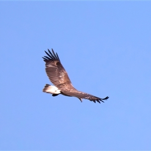 Icthyophaga leucogaster (White-bellied Sea-Eagle) at Jeremadra, NSW - 15 Sep 2025 by jb2602