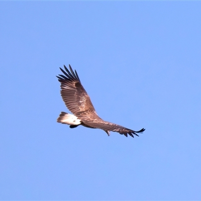 Icthyophaga leucogaster (White-bellied Sea-Eagle) at Jeremadra, NSW - 15 Sep 2025 by jb2602