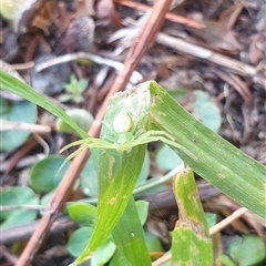 Lehtinelagia sp. (genus) (Flower Spider or Crab Spider) at Blacktown, NSW - 15 Sep 2025 by Mystic