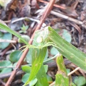 Lehtinelagia sp. (genus) (Flower Spider or Crab Spider) at Blacktown, NSW - 15 Sep 2025 by Mystic