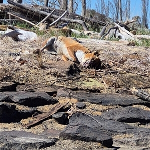 Vulpes vulpes (Red Fox) at Fyshwick, ACT - 12 Sep 2025 by MB