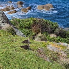 Anas superciliosa (Pacific Black Duck) at Victor Harbor, SA - 16 Sep 2025 by MB