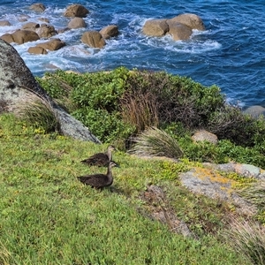 Anas superciliosa (Pacific Black Duck) at Victor Harbor, SA - 16 Sep 2025 by MB