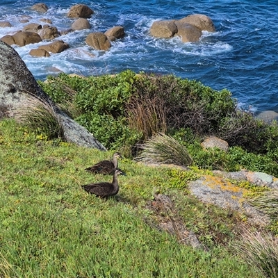 Anas superciliosa (Pacific Black Duck) at Victor Harbor, SA - 16 Sep 2025 by MB
