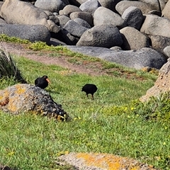 Haematopus fuliginosus (Sooty Oystercatcher) at Victor Harbor, SA - 16 Sep 2025 by MB